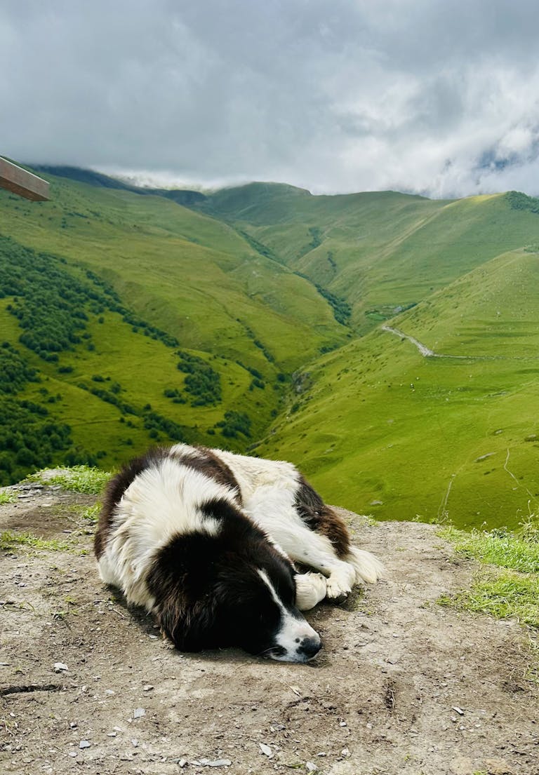 A large black and white dog sleeps peacefully on a hill overlooking the lush green mountains of Mtskheta-Mtianeti, Georgia.