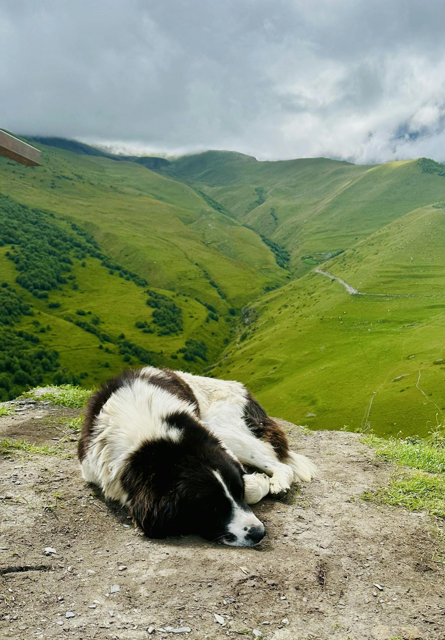 L’art de la pause en balade : pourquoi apprendre à ne rien faire est essentiel pour votre chien