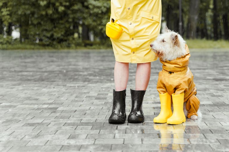 A person and their dog wearing yellow raincoats and boots standing on a wet pavement.