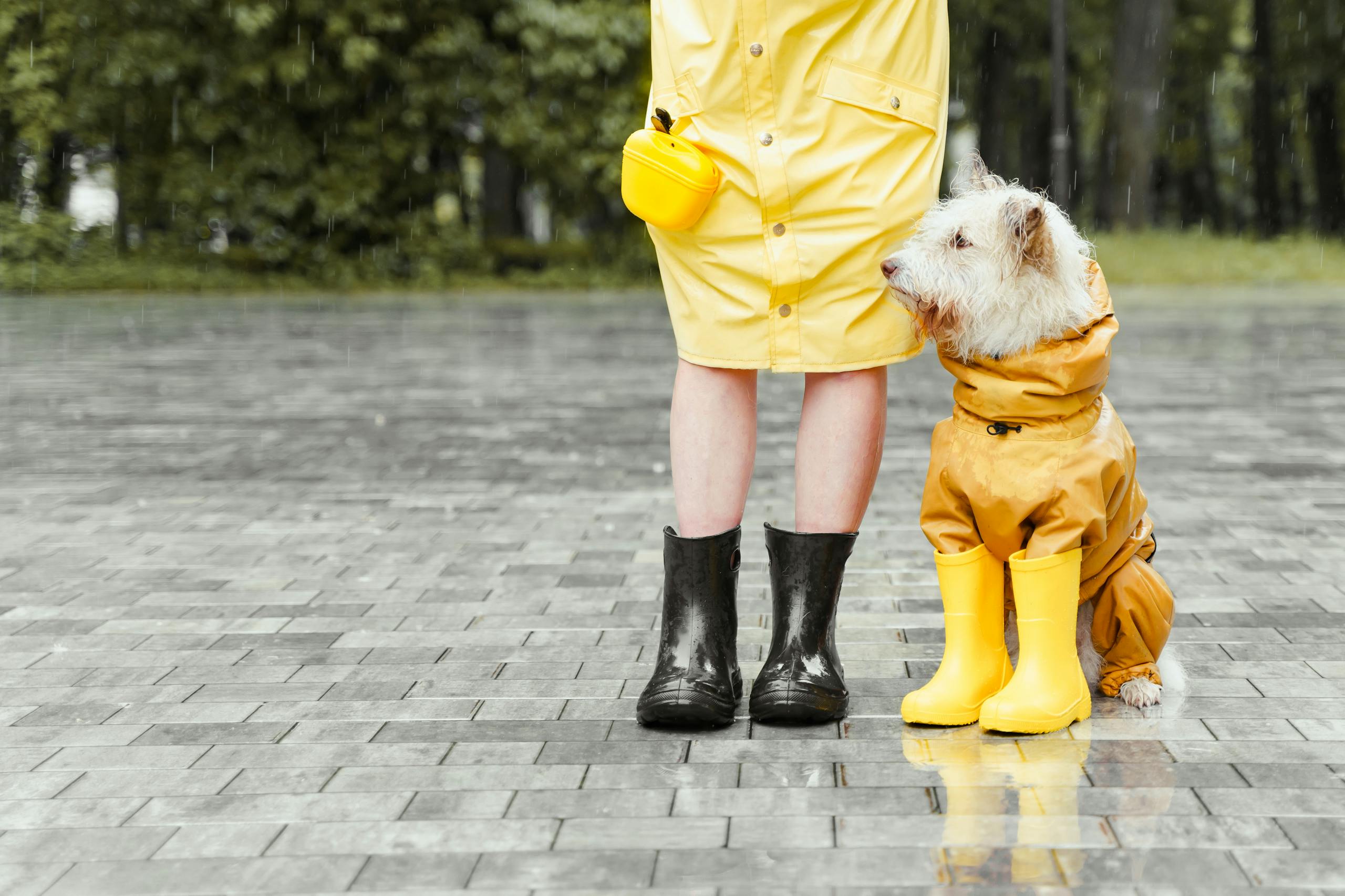 Faut-il sortir son chien quand il pleut ?