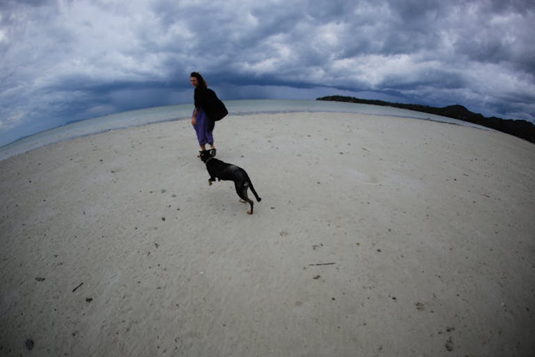 Le suivi naturel chez le chien