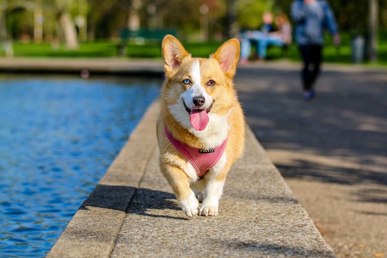 Rappel chien