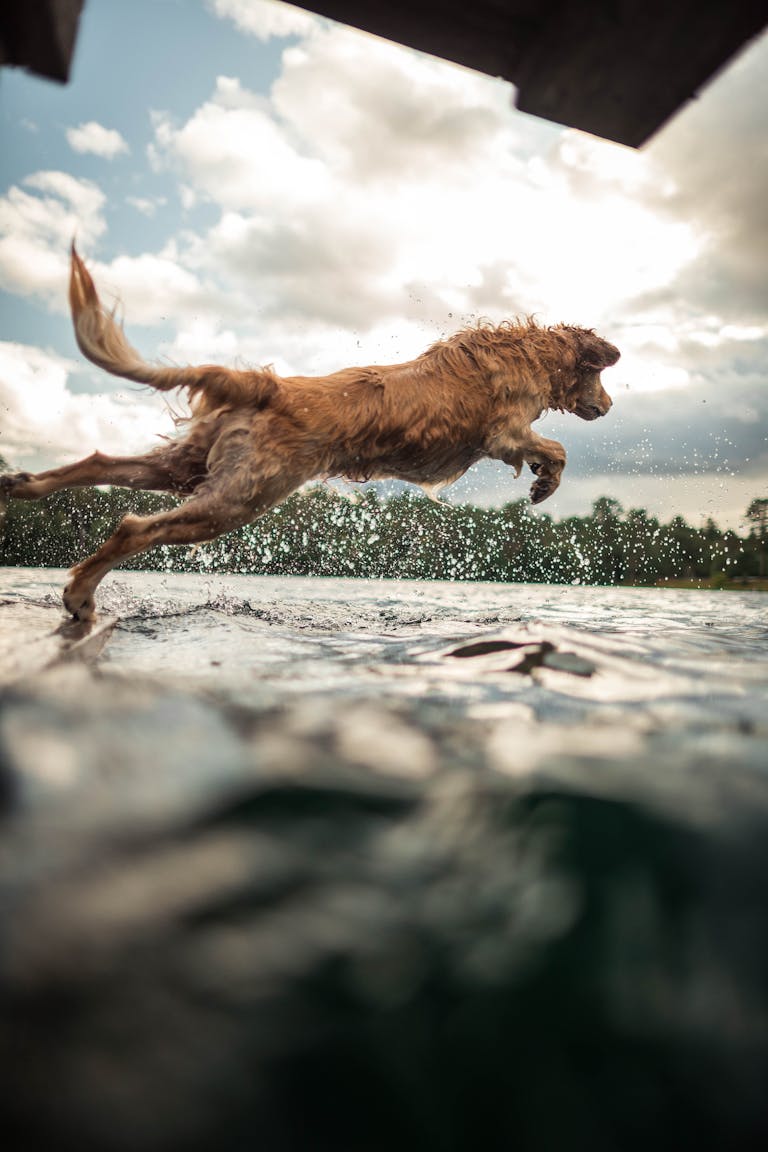 Chien baignade