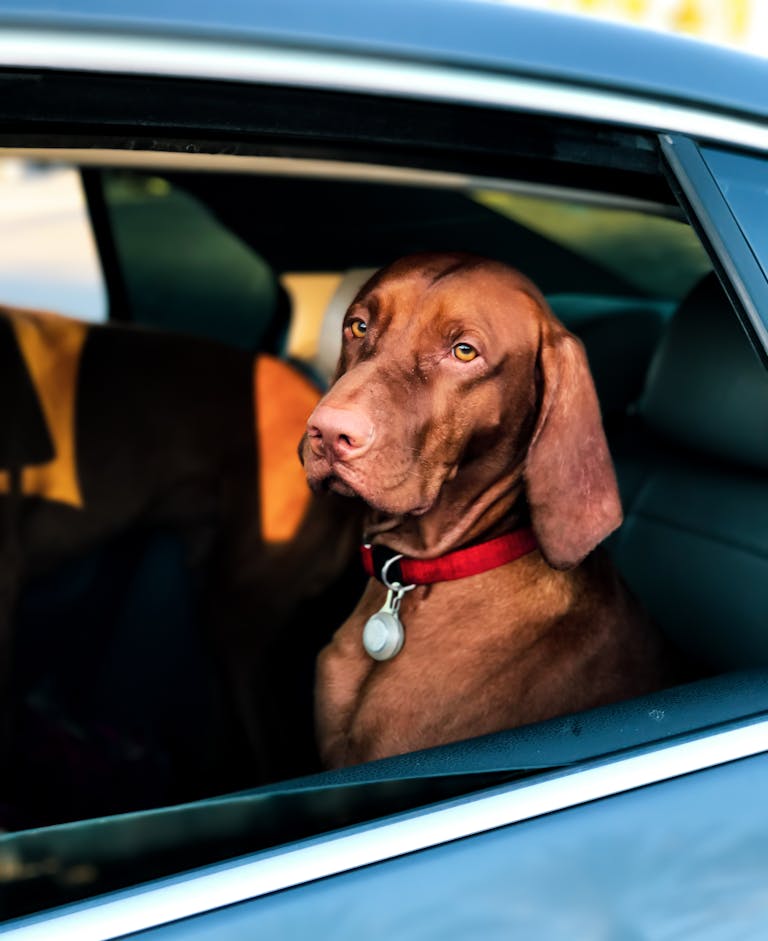 Chien dans une voiture