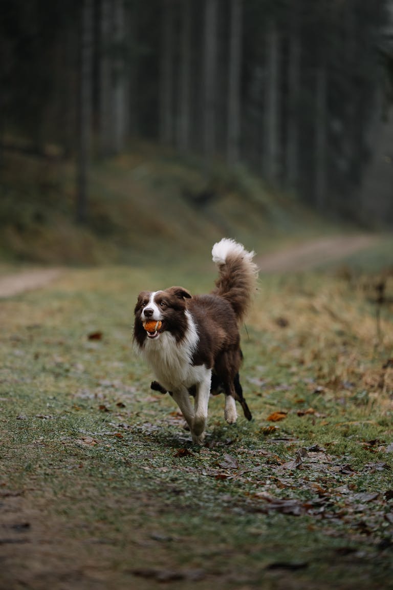 Border Collie dog joyfully running on a forest trail with a ball.