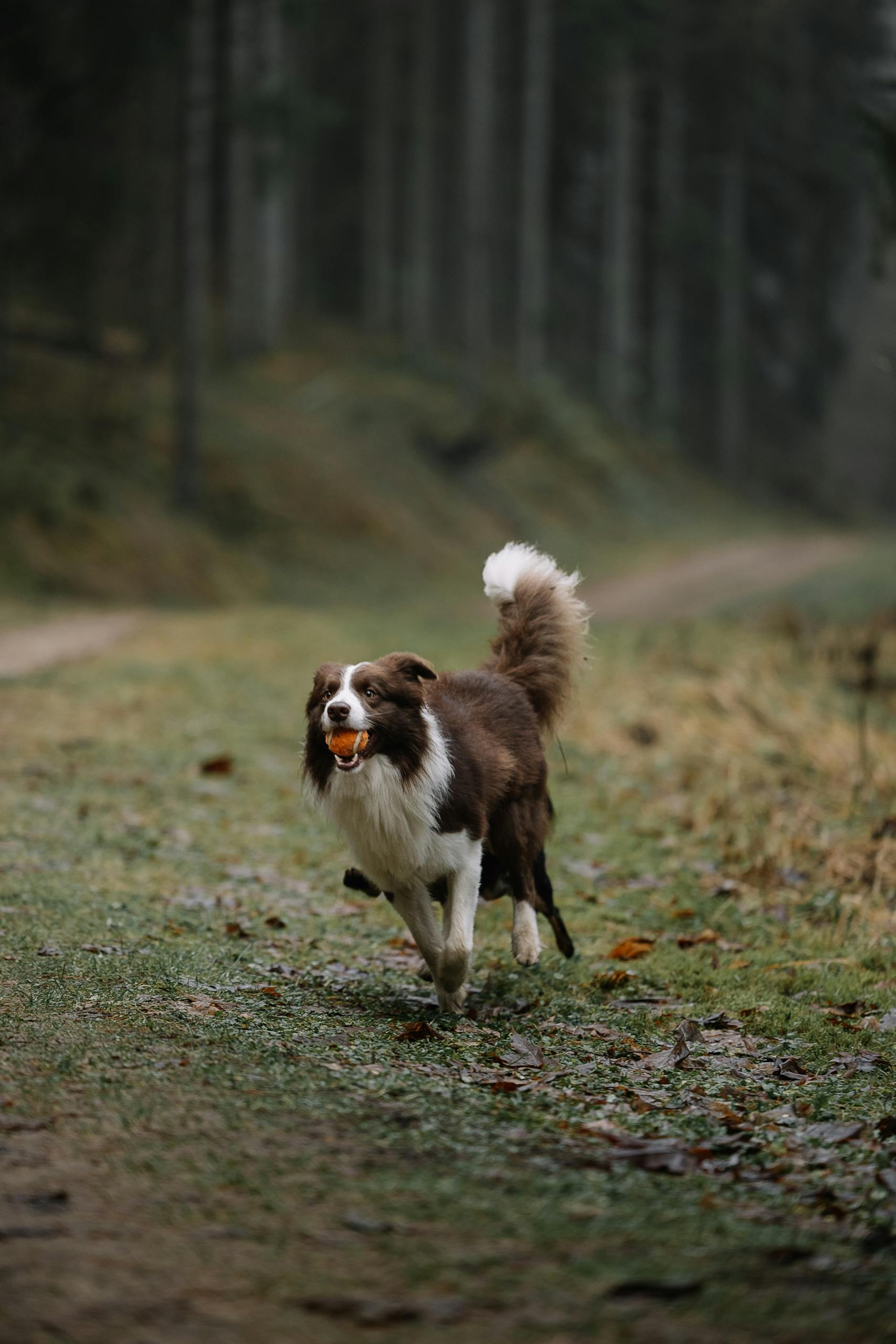 Border Collie dog joyfully running on a forest trail with a ball.