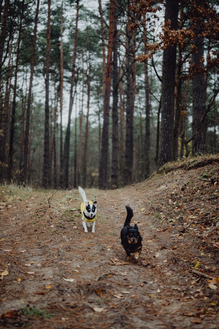 Deux chiens se promenant ensemble et apprenant par mimétisme