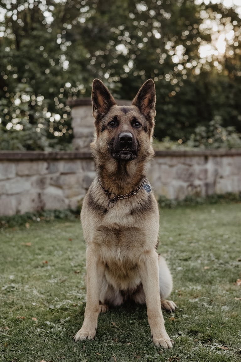 Chien berger allemand assis attendant un ordre libératoire