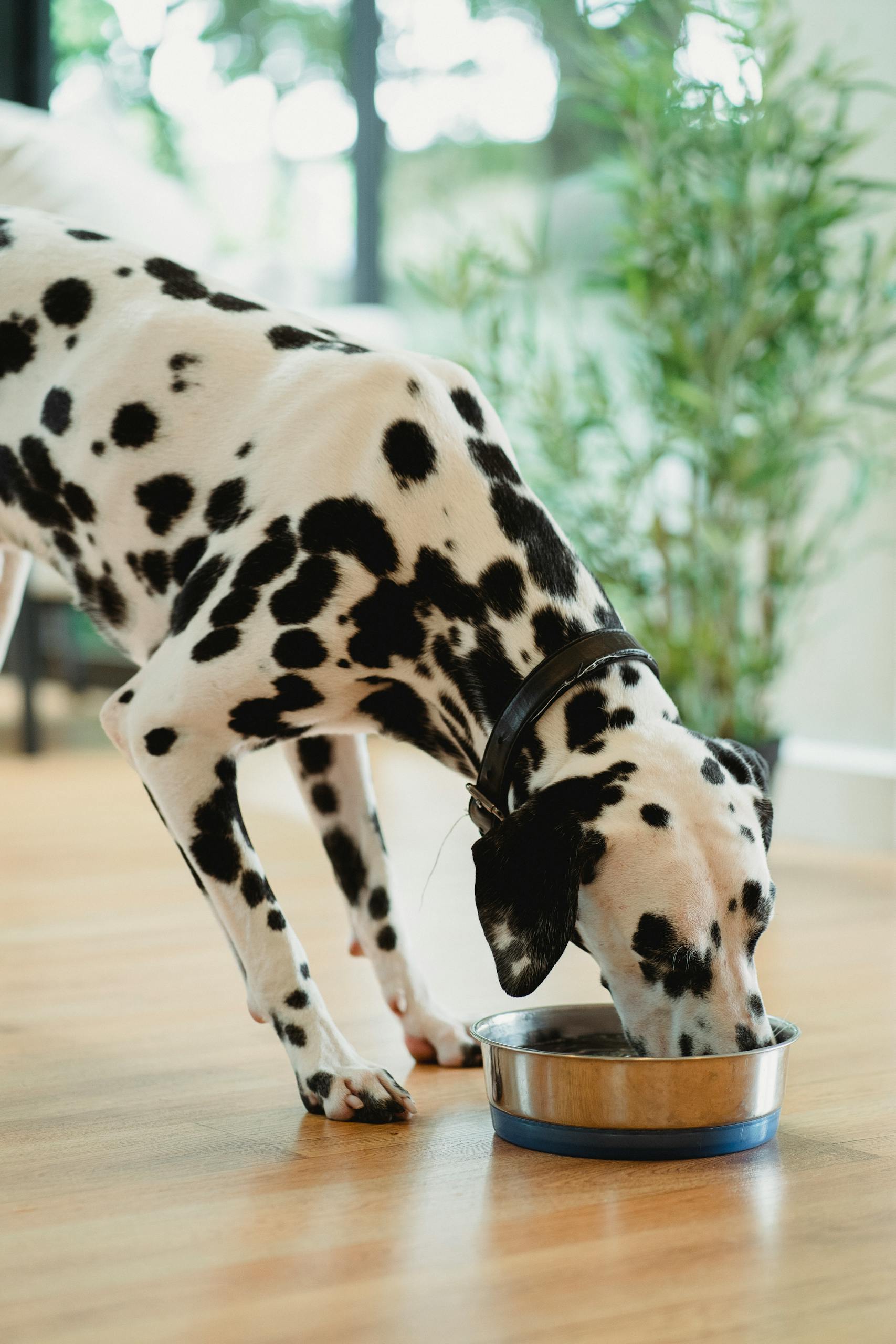 Chien Dalmatien mangeant sa ration quotidienne